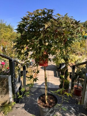 Acer Palmatum 'Cascade Ruby' 1/2 std 10L