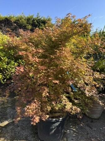 Acer Palmatum 'Deshijo' 90L