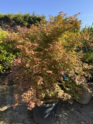 Acer Palmatum 'Deshijo' 90L