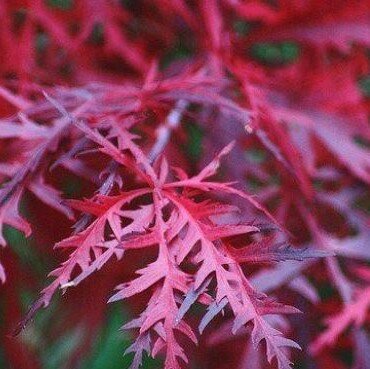 Acer Palmatum Dissectum 'Firecracker' ® - On Cane - 0.8m