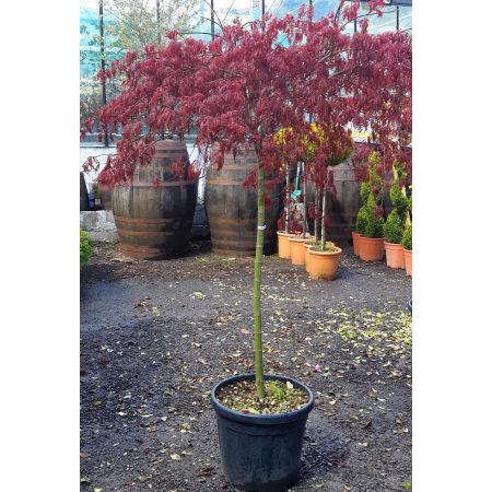 Acer Palmatum Dissectum 'Garnet' 1/2 Std.