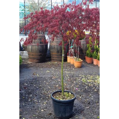 Acer Palmatum Dissectum 'Garnet'  1/2 Std.