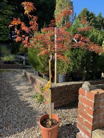 Acer Palmatum Dissectum 'Garnet' 1/2 Std 15L