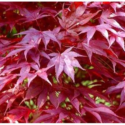 Acer Palmatum Dissectum 'Garnet' 1/2 Std.