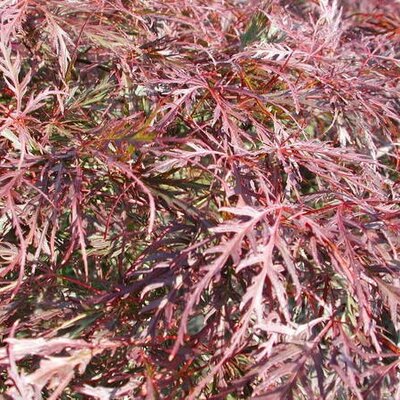 Acer Palmatum Dissectum 'Garnet' - 160L - High Std - 180cm clear stem