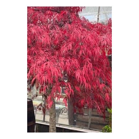 Acer Palmatum Dissectum 'Garnet' 60-80cm - image 3
