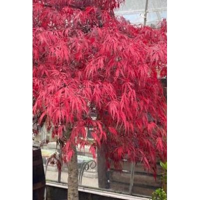 Acer Palmatum Dissectum 'Garnet' 60-80cm - image 3