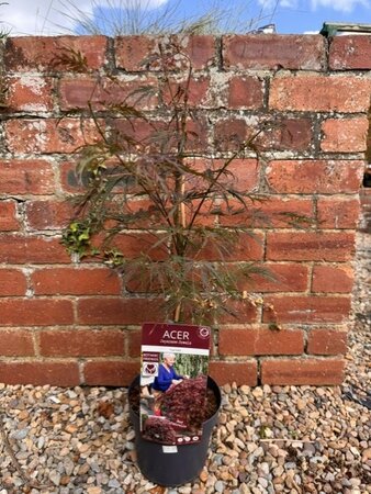 Acer Palmatum Dissectum 'Garnet' 60-80cm