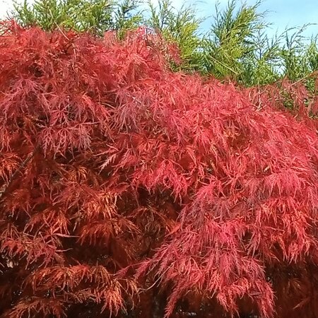 Acer Palmatum Dissectum 'Garnet' - 80L - 1/2 Std. -1.2m