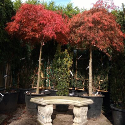 Acer Palmatum Dissectum 'Garnet' - 80L - 3/4 Std.- 1.5m