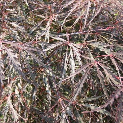 Acer Palmatum Dissectum 'Inaba Shidare'  1/2 Std - 130L - 100cm clear stem