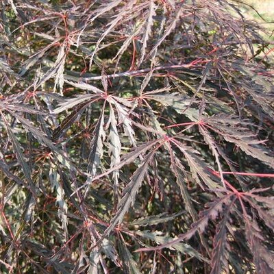 Acer Palmatum Dissectum 'Inaba-Shidare' - 1/4 Std - 0.5m