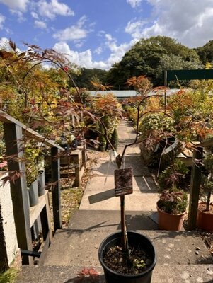 Acer Palmatum Dissectum 'Inaba-Shidare' - 1/4 Std - 9L