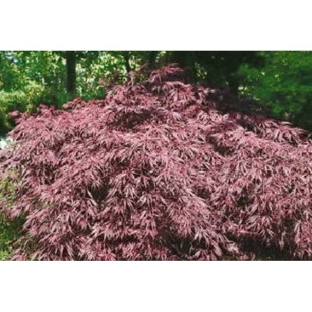 Acer Palmatum Dissectum 'Inaba Shidare' - 3L - image 1