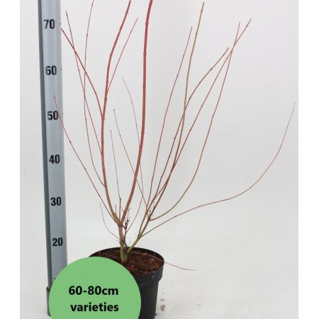 Acer Palmatum Dissectum 'Inaba Shidare' - 3L - image 2