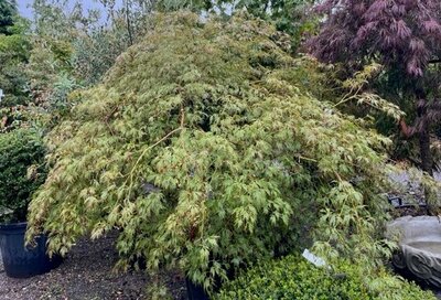 Acer Palmatum Dissectum 'Viridis'  180L