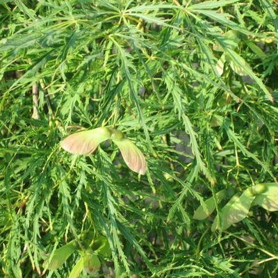 Acer Palmatum Dissectum 'Viridis' - 35L - 1/2 Std.  - 1m - image 2