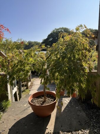Acer Palmatum Dissectum 'Viridis' in saucer