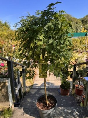 Acer Palmatum 'Emerald Cascade' 1/2 std 10L