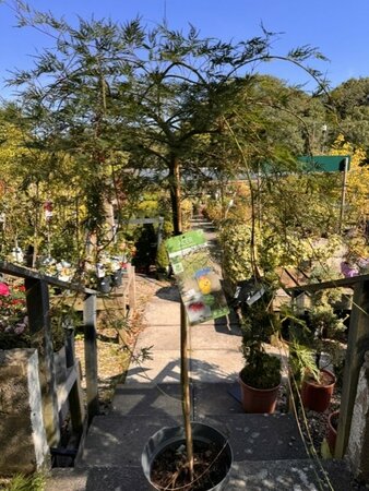 Acer Palmatum 'Emerald Lace' 1/2 std 10L