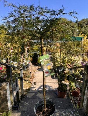 Acer Palmatum 'Emerald Lace' 1/2 std 10L
