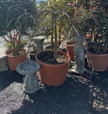 Acer Palmatum 'Emerald Lace' 12-14 1/2 std 180L