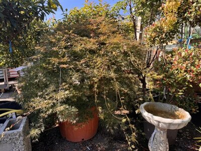 Acer Palmatum 'Emerald Lace' 12-14 1/2 std 180L