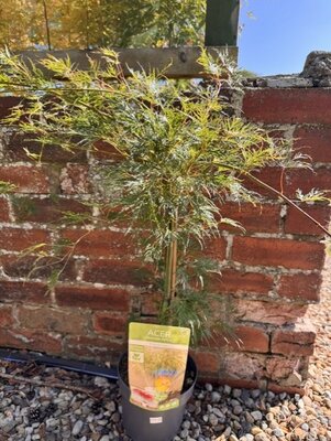Acer Palmatum 'Emerald Lace' - 3L