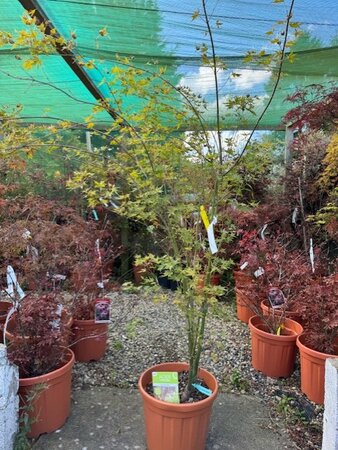 Acer Palmatum 'Going Green' - 25L