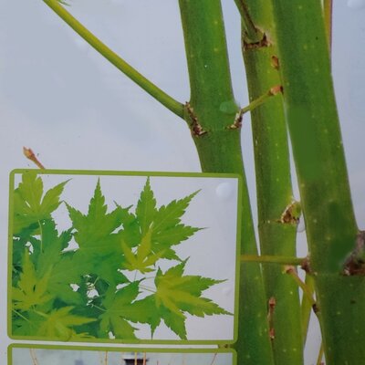 Acer Palmatum 'Going Green' - 3L - image 1