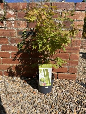 Acer Palmatum 'Going Green' - 3L