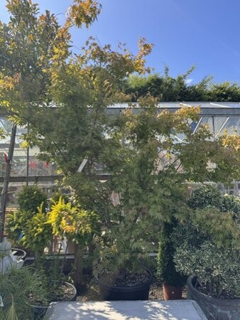 Acer Palmatum 'Going Green' - 90L