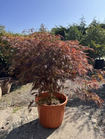 Acer Palmatum 'Inaba Shidare' - 1/2standard 55L