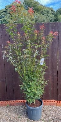 Acer Palmatum 'Jerre Schwartz'  - 15L
