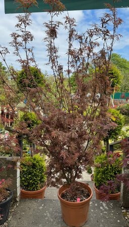 Acer Palmatum 'Jerre Schwartz'  - 25L - image 1