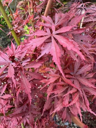 Acer Palmatum 'Jerre Schwartz'  - 25L - image 2