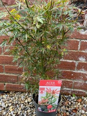 Acer Palmatum 'Jerre Schwartz'  - 3L