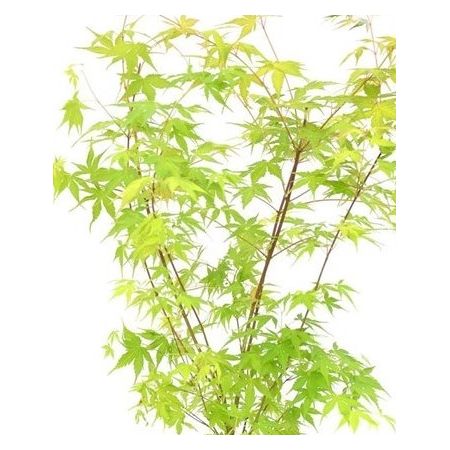 Acer Palmatum 'Katsura' - 15L