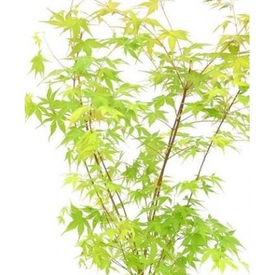 Acer Palmatum 'Katsura' - 15L