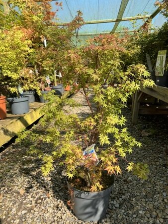 Acer Palmatum 'Katsura' - 15L