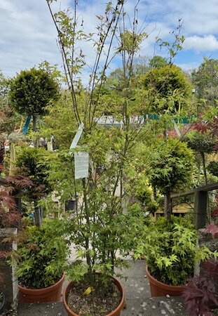 Acer Palmatum 'Katsura' - 25L  - image 1
