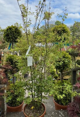 Acer Palmatum 'Katsura' - 25L 