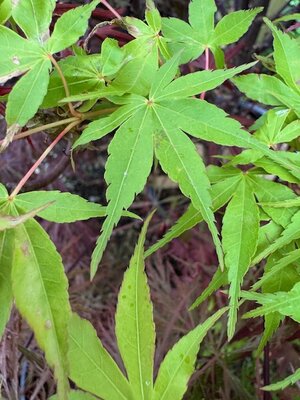 Acer Palmatum 'Katsura' - 25L  - image 2