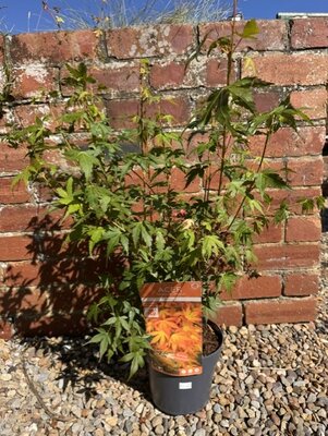 Acer Palmatum 'Katsura' - 3L