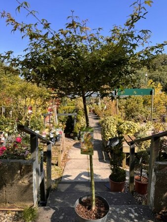 Acer Palmatum 'Little Princess'  1/2 std 10L