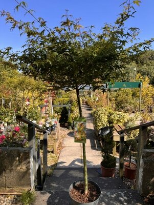 Acer Palmatum 'Little Princess' 1/2 std 10L