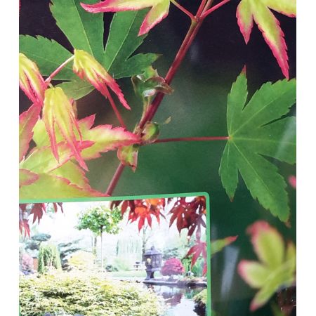 Acer Palmatum 'Little Princess'  - 10L