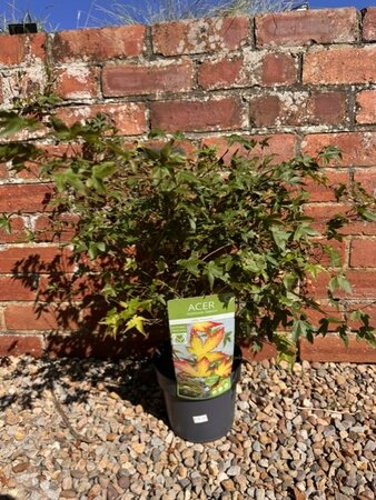 Acer Palmatum 'Little Princess'  - 3L