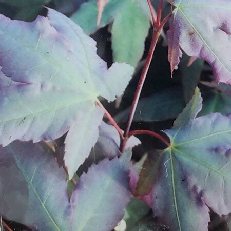 Acer Palmatum 'Mystic Jewel' - 3L - image 1