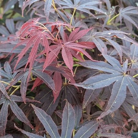 Acer Palmatum 'Nimura Princess' Std - 60cm stem